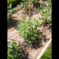 Solanacees - Solanum lycopersicum - Tomate (01)